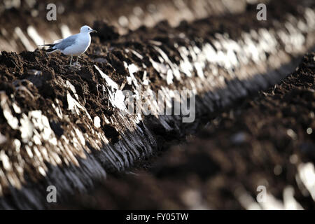 Common Gull (Larus canus) on a freshly ploughed farmers Scottish field Stock Photo