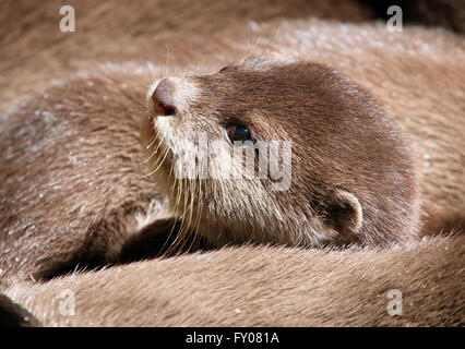 Close-up of the head of a baby Oriental or Asian small clawed otter (Aonyx cinereus) Stock Photo