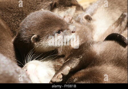 Close-up of the head of a baby Oriental or Asian small clawed otter (Aonyx cinereus) among a group of adults Stock Photo