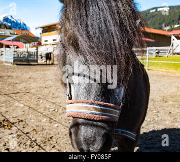 Portrait of dark horse Stock Photo