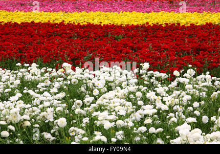 dreamy photo with low angle of spring flowers Stock Photo