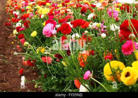 dreamy photo with low angle of spring flowers Stock Photo