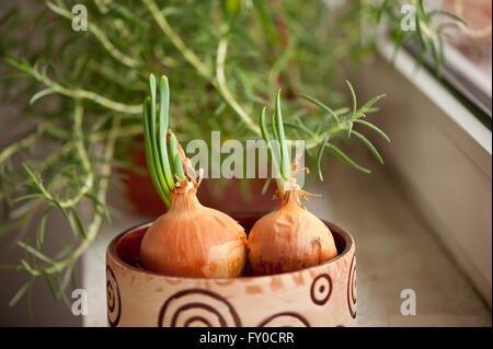 Onions sprouted with greens, vegetables set in a small bowl with water in decorative flower planter and Rosemary shrub. Stock Photo