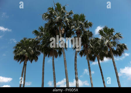 Washington Palm trees stand against a vivid blue sky with fluffy white cumulus clouds floating in the background Stock Photo