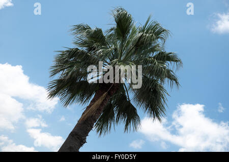 Washington Palm tree stands against a vivid blue sky with fluffy white cumulus clouds floating in the background Stock Photo