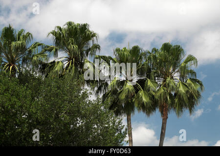 Washington Palm trees and the crown of a Texas Live Oak tree stand against a vivid blue sky with white, fluffy cumulus clouds. Stock Photo