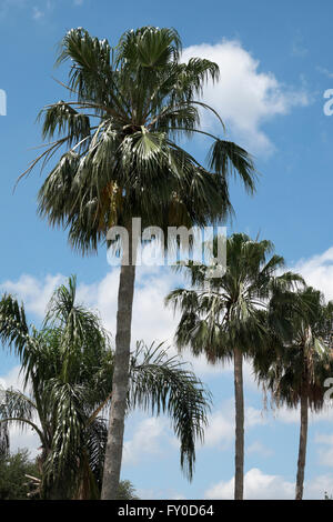 Washington Palm trees stand against a vivid blue sky with fluffy white cumulus clouds floating in the background Stock Photo