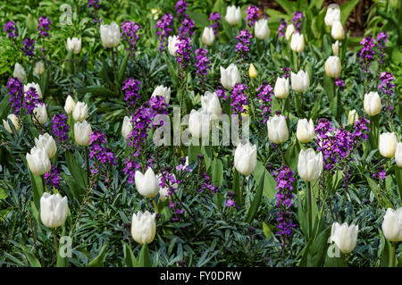 white and purple flowers blooming Stock Photo