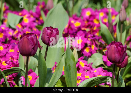 Purple tulips and primroses on flowerbed Stock Photo
