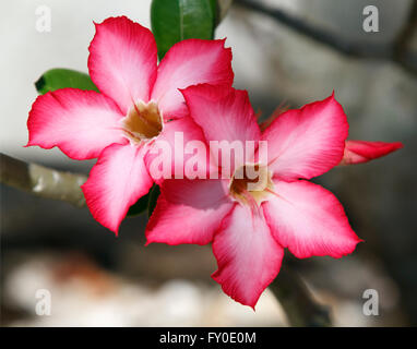 Adenium multiflorum is the best known of the South African adeniums. It flowers in winter. Stock Photo