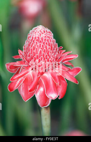 An exotic plant native to Malaysia and grown outside of that region mostly in botanical gardens . Stock Photo