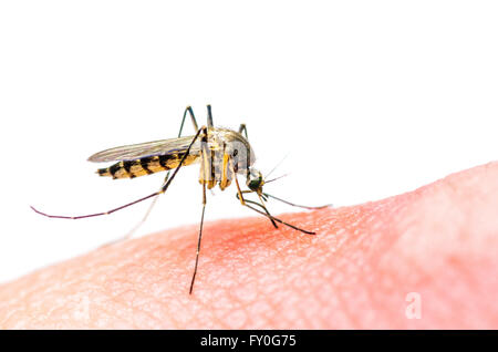 Stinging Mosquito Stock Photo