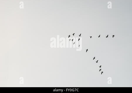 Flock of migrating birds silhouette against sky Stock Photo