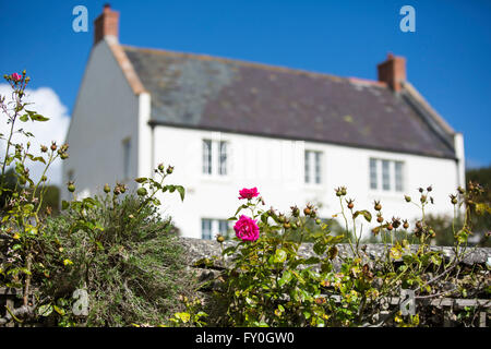 A rose blooming on a country garden wall with white painted cottage. Stock Photo