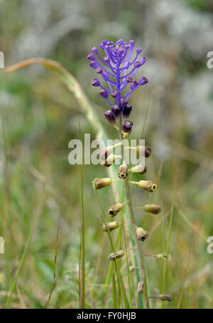 Tassel Hyacinth - Leopoldia comosa Wild Flower from Cyprus Stock Photo