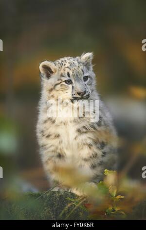 snow leopard Stock Photo