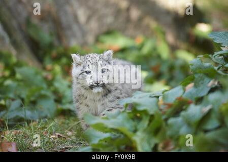 snow leopard Stock Photo