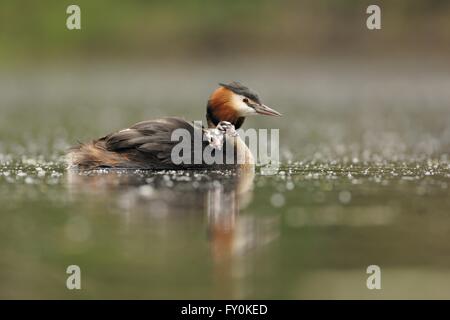 great crested grebes Stock Photo