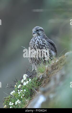 young gyrfalcon Stock Photo