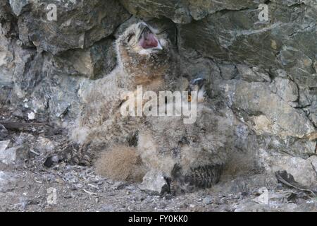 young Eurasian eagle owls Stock Photo