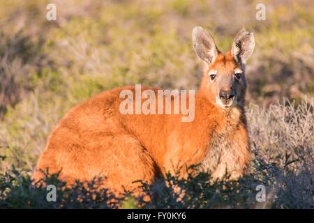 big red kangaroo Stock Photo