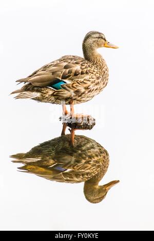 mallard Stock Photo