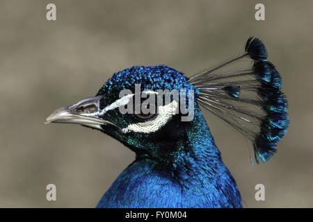 peafowl Stock Photo