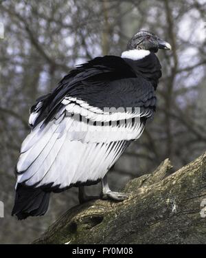 Andean condor Stock Photo