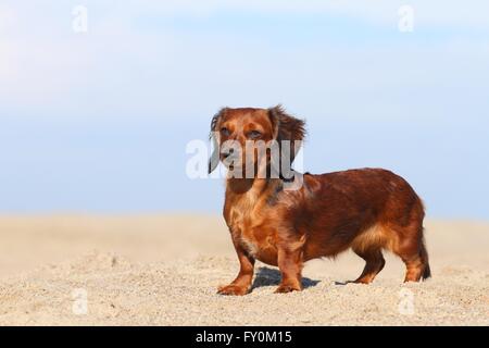 standing American Miniature Dachshund Stock Photo