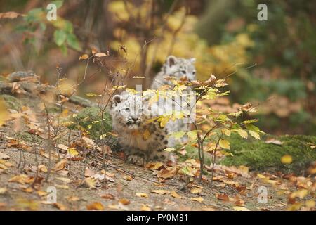 snow leopards Stock Photo