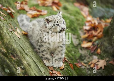 snow leopard Stock Photo