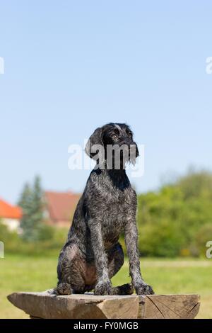 young German wirehaired Pointer Stock Photo