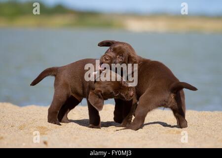 2 Labrador Retriever Puppies Stock Photo