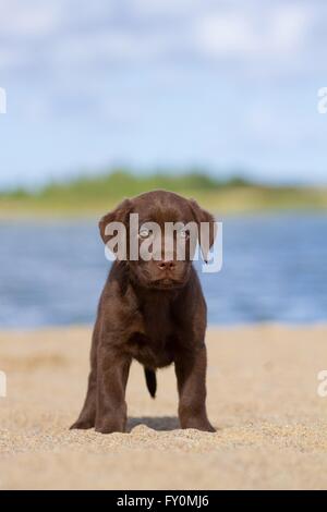 Labrador Retriever Puppy Stock Photo