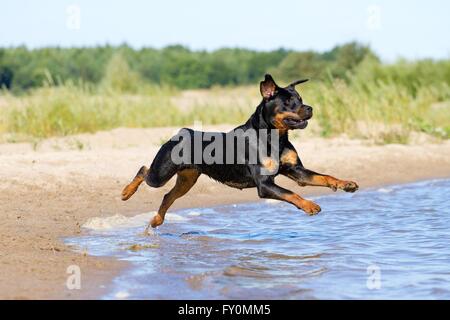 running Rottweiler Stock Photo