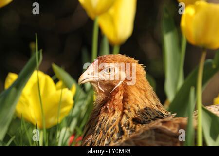 Partridge Brahma Stock Photo