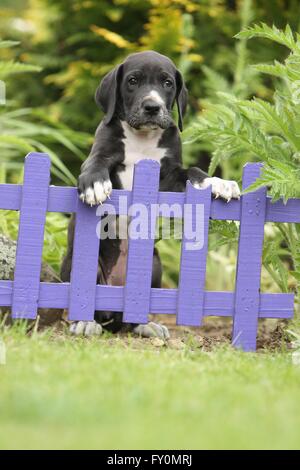 Great Dane Puppy in the countryside Stock Photo