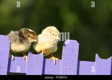 chicks Stock Photo