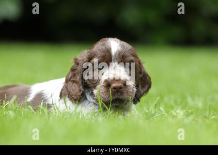 English Cocker Spaniel Puppy Stock Photo