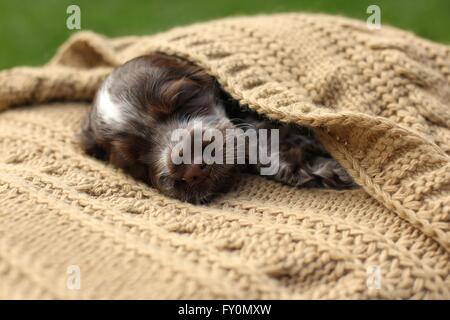 English Cocker Spaniel Puppy Stock Photo