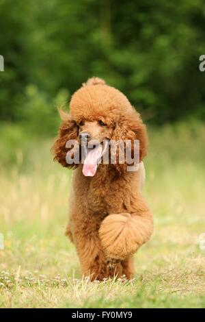 walking Giant Poodle Stock Photo