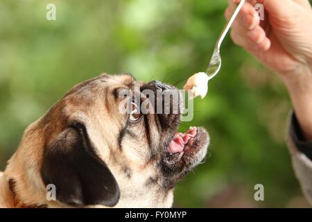 eating pug Stock Photo