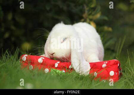 floppy ear rabbit Stock Photo