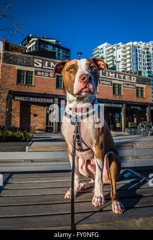 Pit bull type mixed breed dog, East Village, Calgary, Alberta, Canada Stock Photo