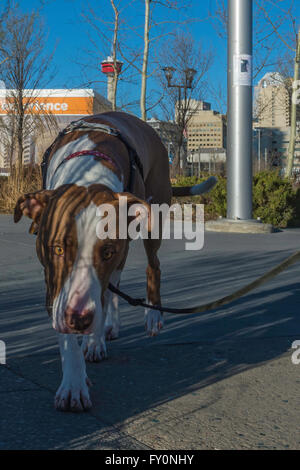 Pit bull dog, crossbreed, portrait, mixed breed, East Village, Calgary, Alberta, Canada Stock Photo