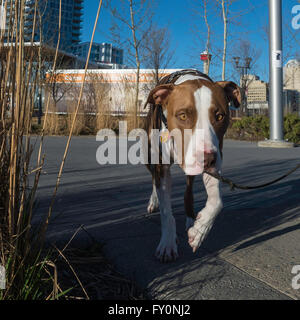 Pit bull dog, crossbreed, portrait, mixed breed, East Village, Calgary, Alberta, Canada Stock Photo