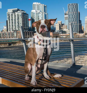 Pit bull dog, crossbreed, portrait, mixed breed, East Village, Calgary, Alberta, Canada Stock Photo