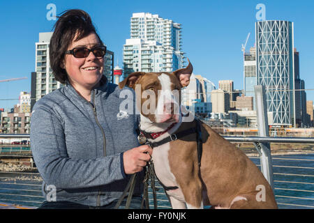 Pit bull dog, crossbreed, portrait, mixed breed, with female owner, East Village, Calgary, Alberta, Canada Stock Photo