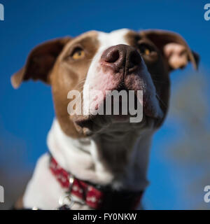 Shallow depth of field portrait of a Pit bull cross Stock Photo