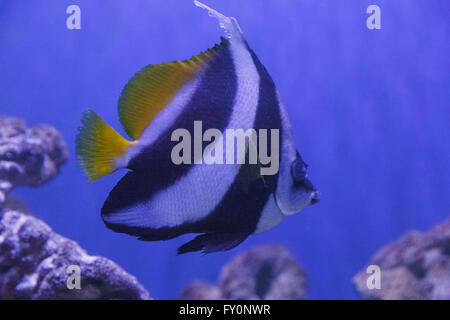 close up of Angelfish in aquarium Stock Photo
